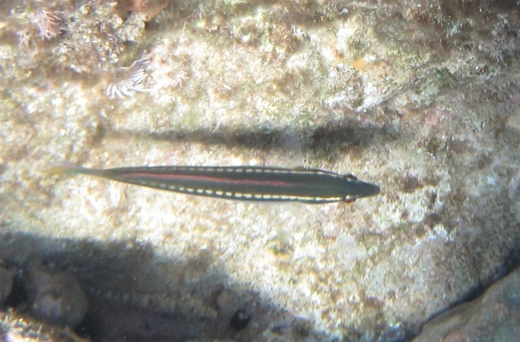 Doderleins Wrasse