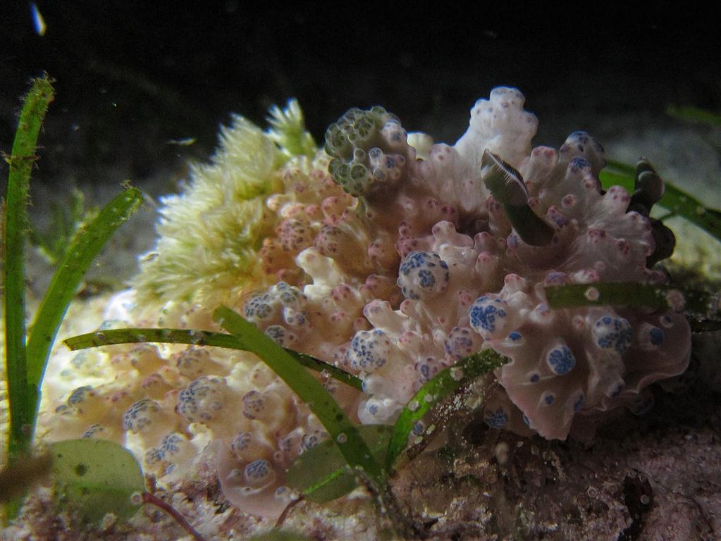 Karbonkül Nudibranch