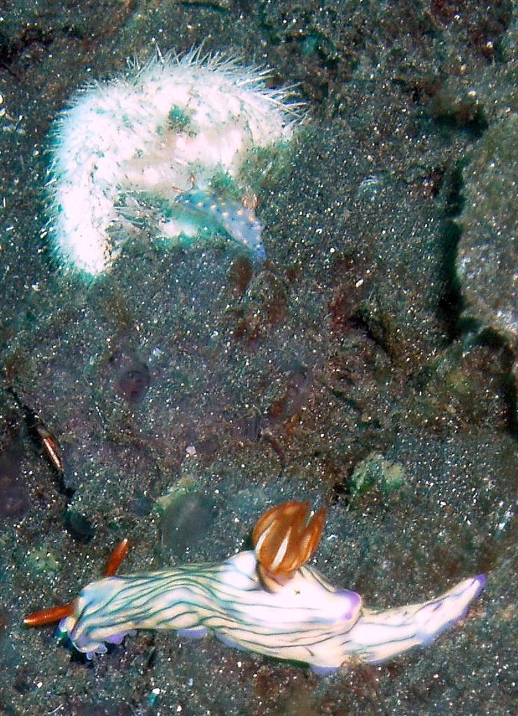 Zephyra Nudibranch