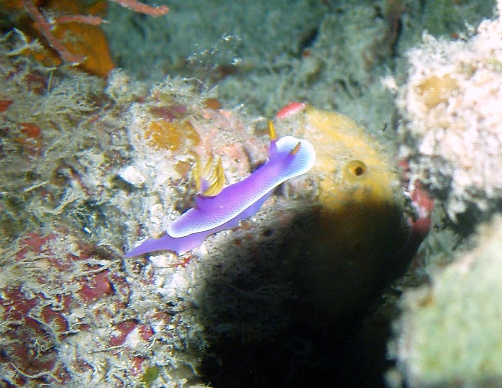 Apolegma Nudibranch