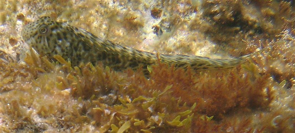 Caneva'nın Blenny'si