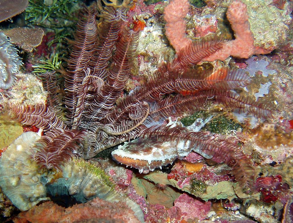 Crinoid Mürekkepbalığı