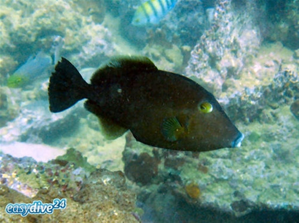 Süpürge Filefish