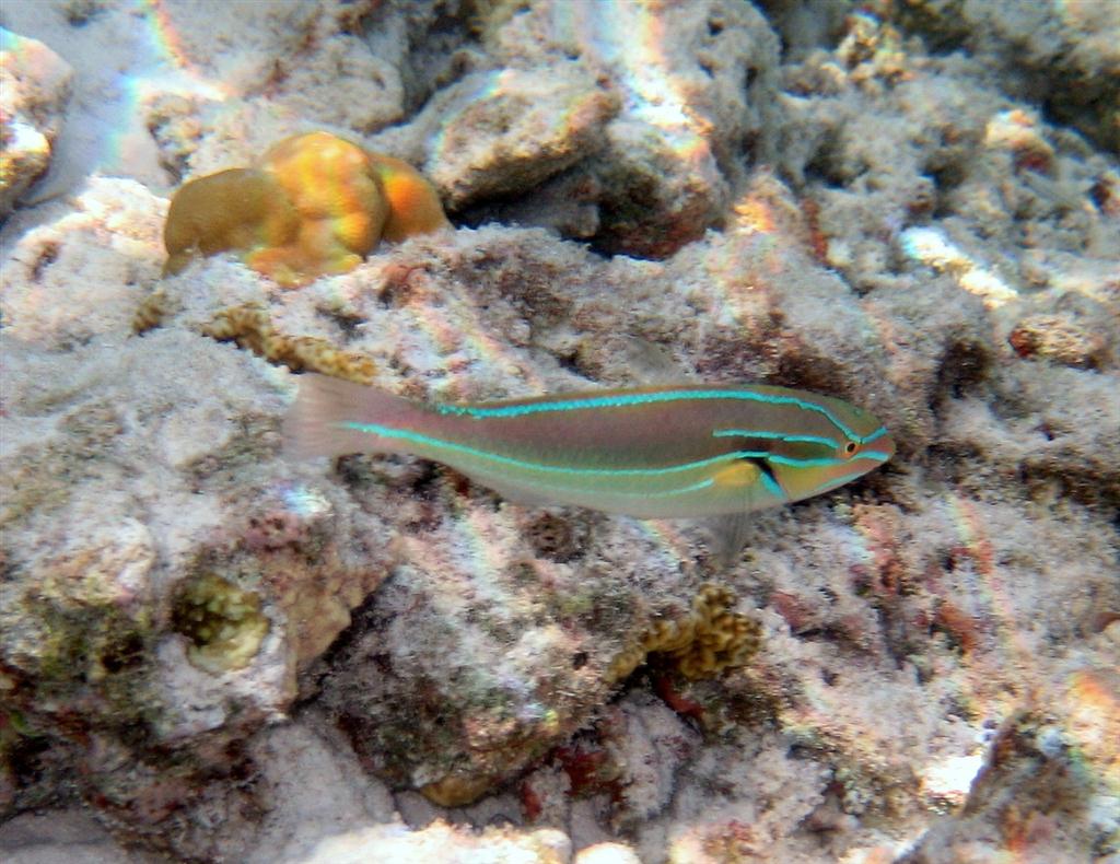 Mavi çizgili Wrasse