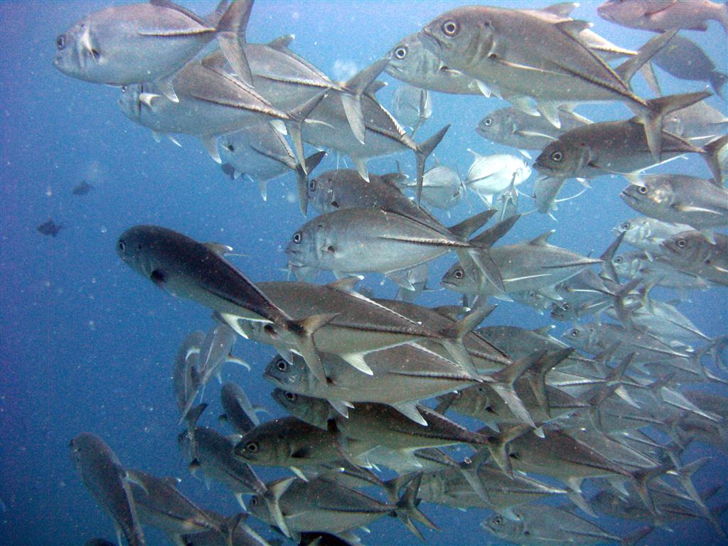 Bigeye Trevally