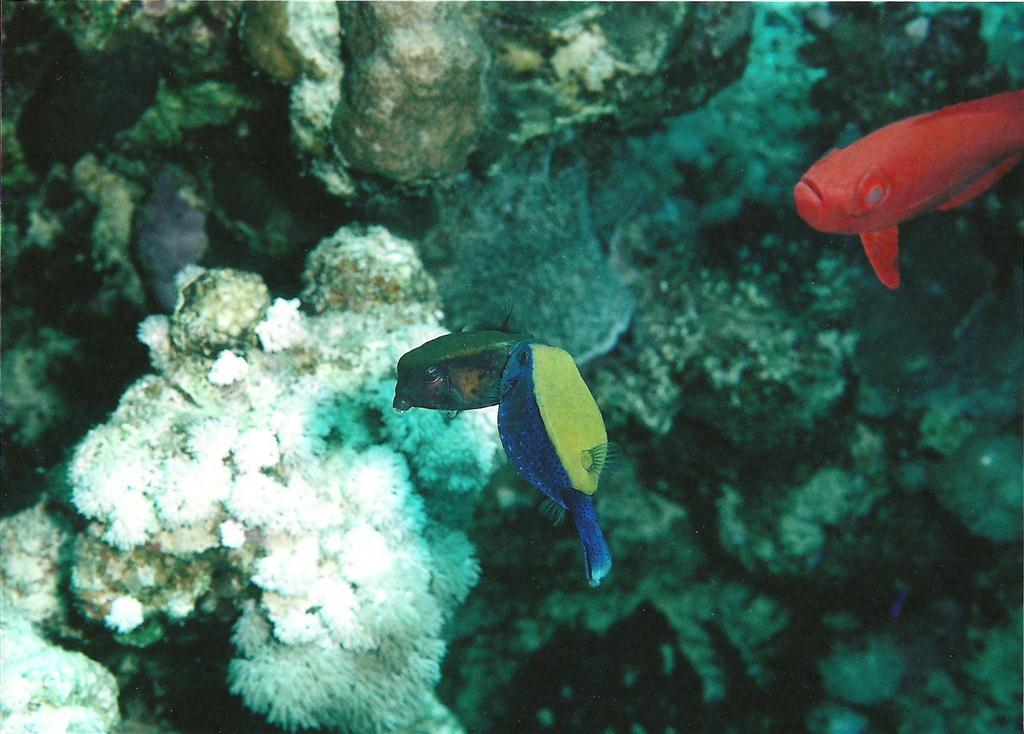 Bluetail Trunkfish