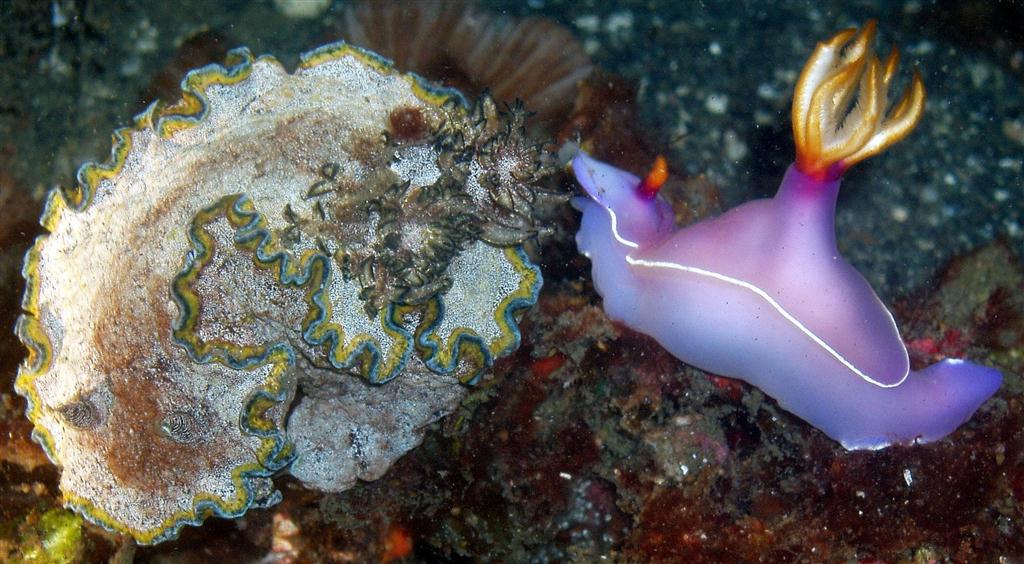 Bullock'un Hypselodoris'i