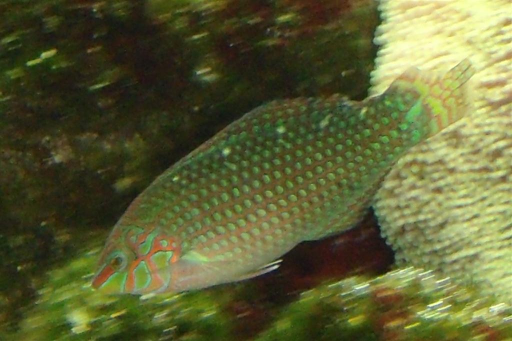 Argus Wrasse