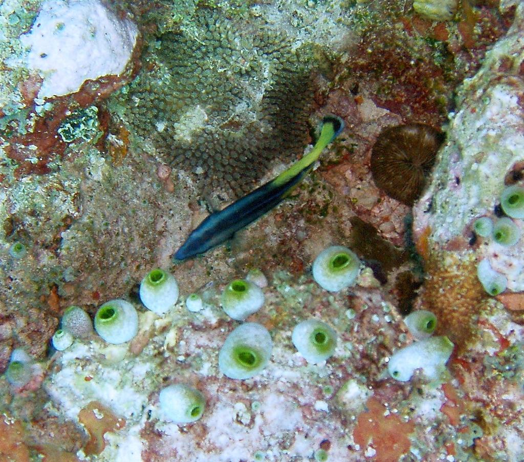 Bicolor Temizleyici Wrasse