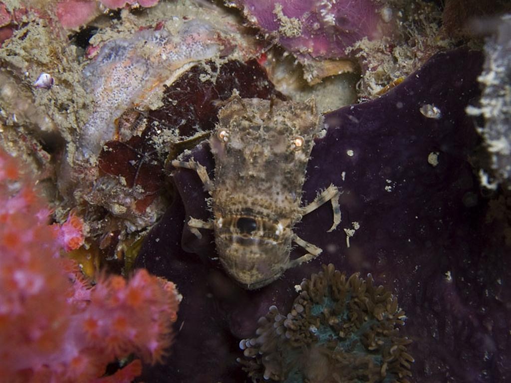 Darkspot Locust Istakoz