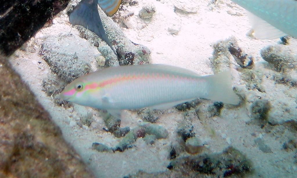 Zikzak Wrasse