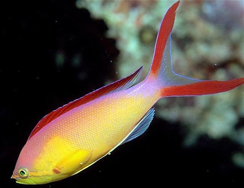 Alev Anthias