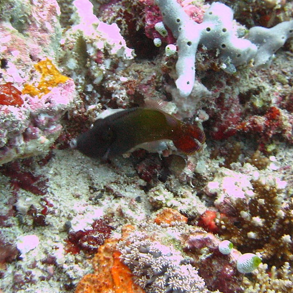 Kara Çubuk Filefish