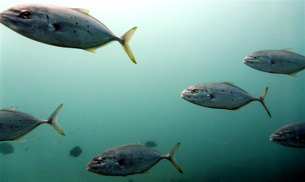 Bludger Trevally