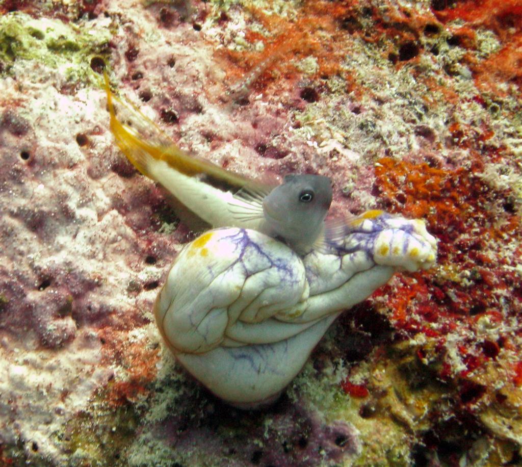 İki renkli Blenny