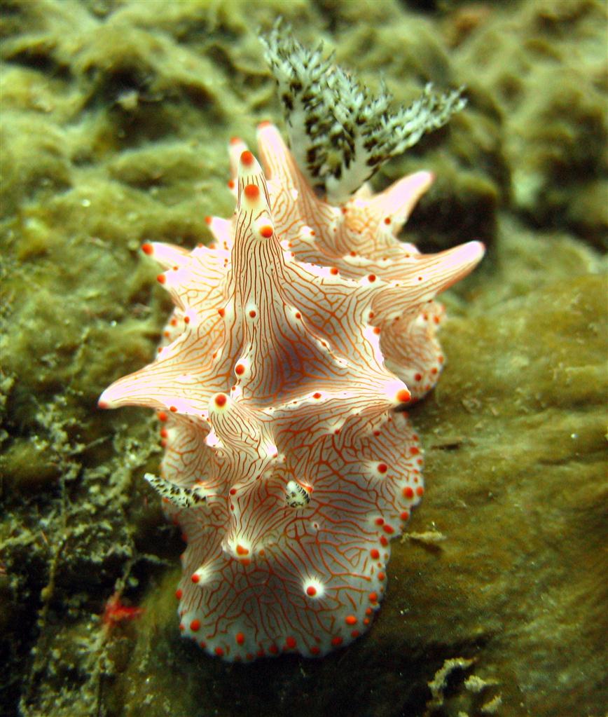 Batangas Nudibranch