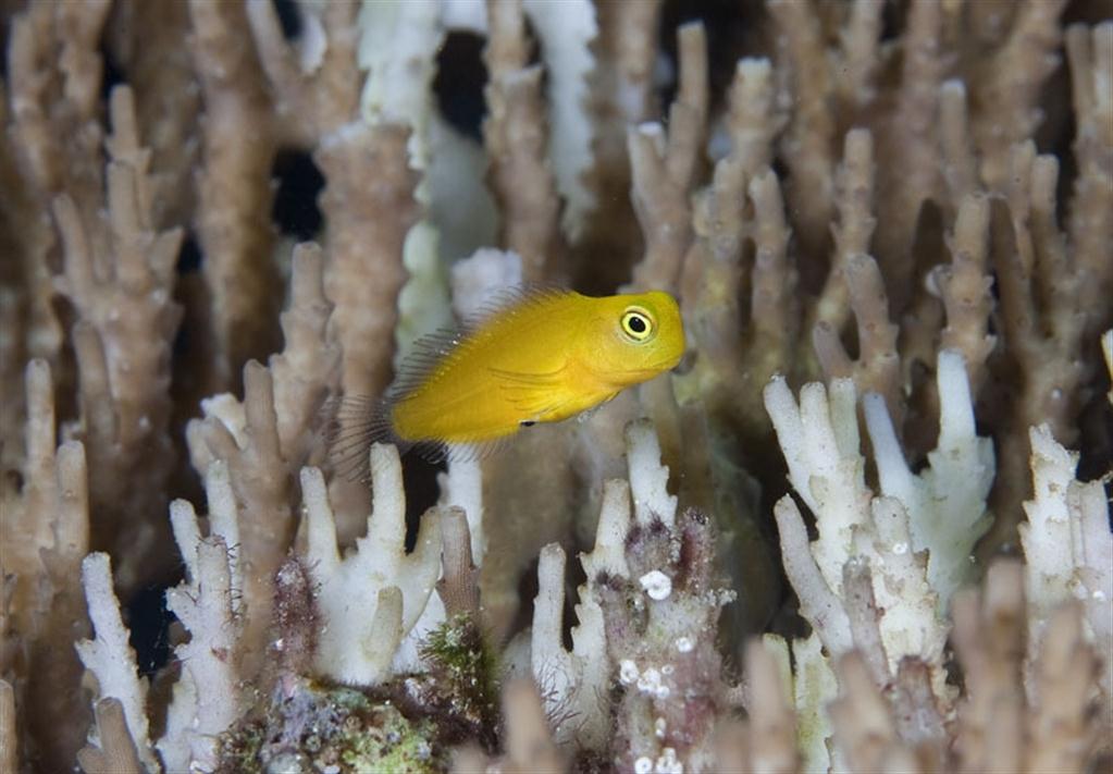 Fiji Fangblenny