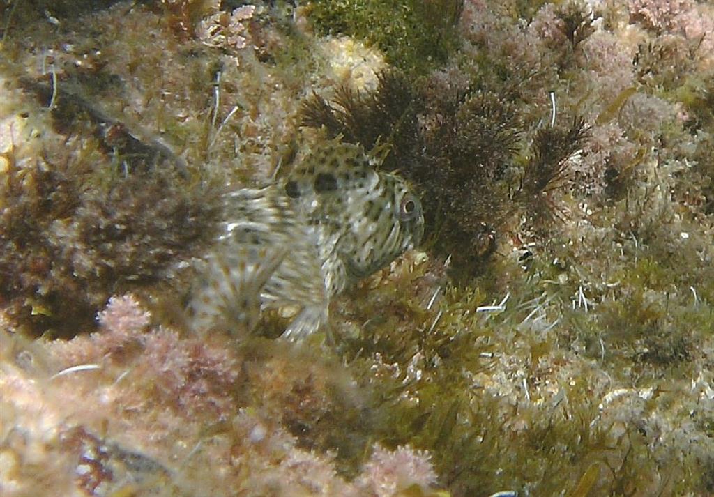 Bananensis Blenny