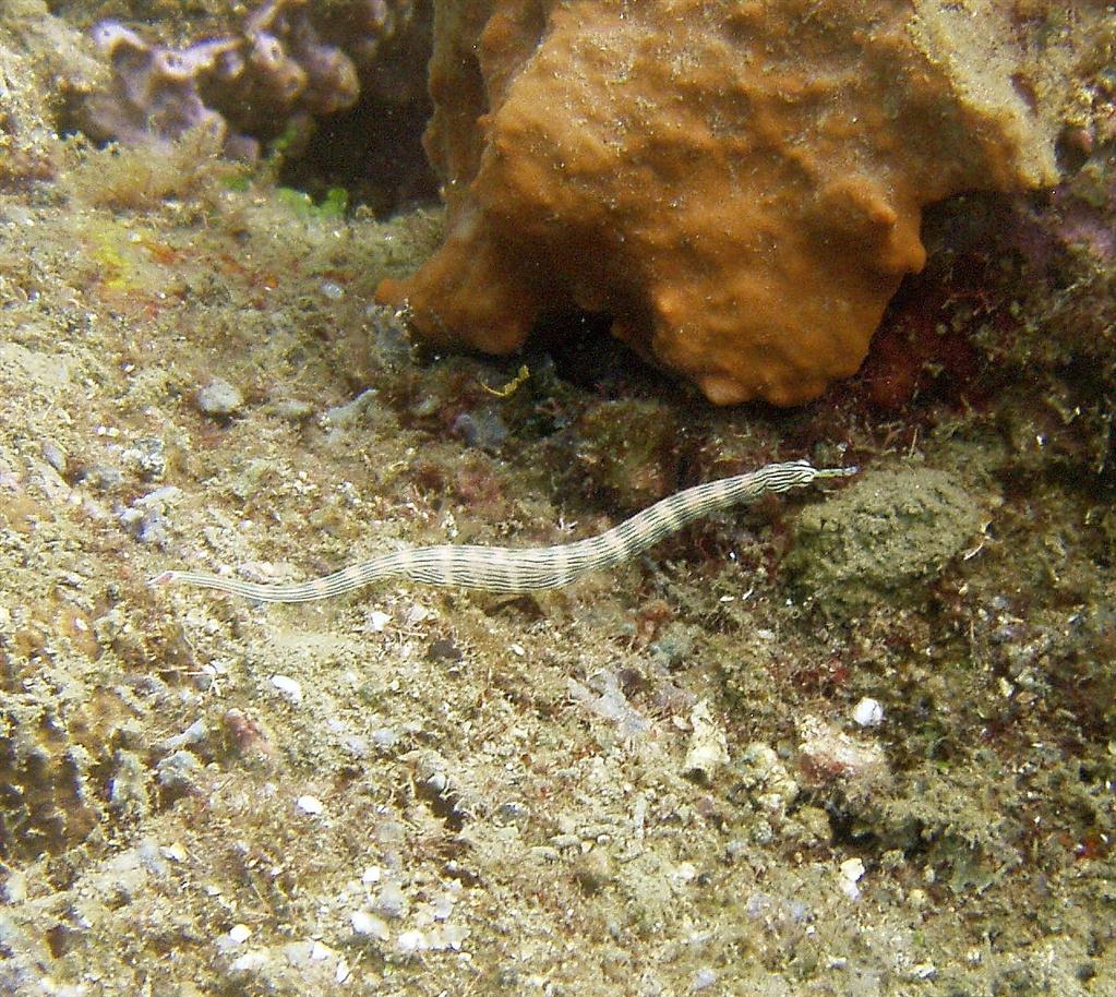 Bantlı Messmate Pipefish