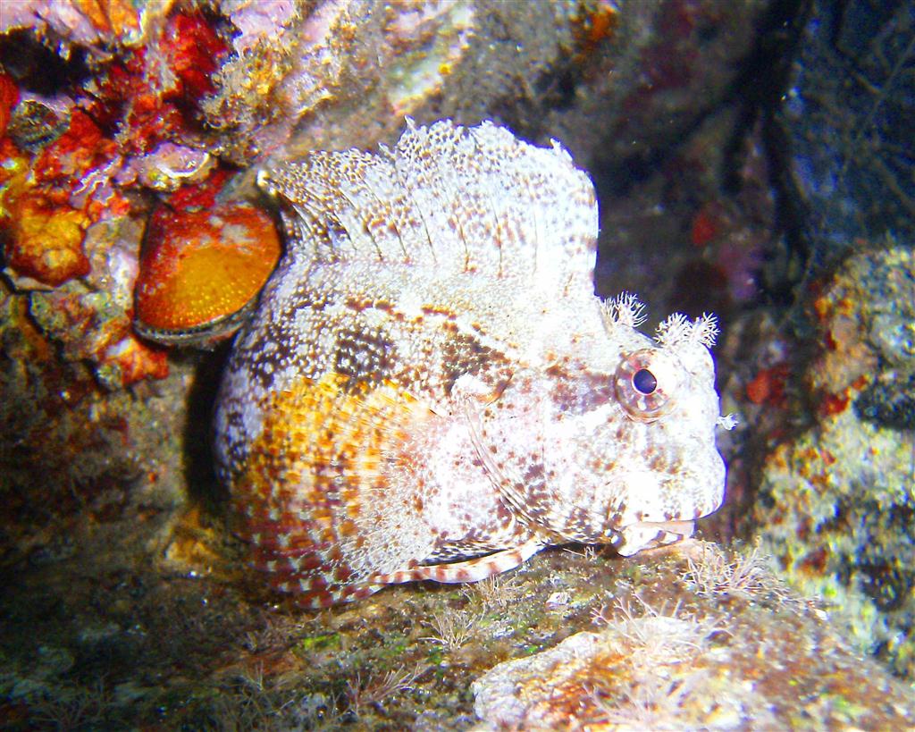 Ceram Blenny