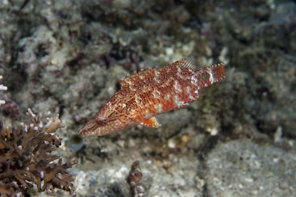 Ünlüler Wrasse