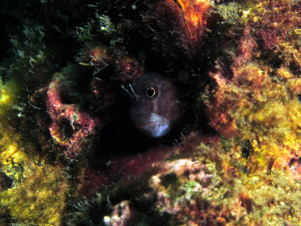 Çubuklu Blenny