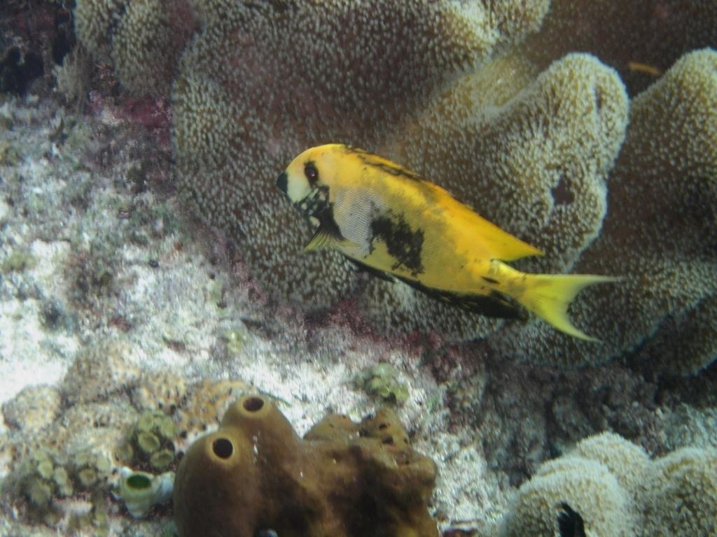 Mavi Çizgili Surgeonfish