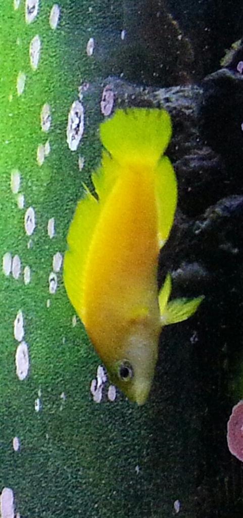 Gölgeli Dottyback