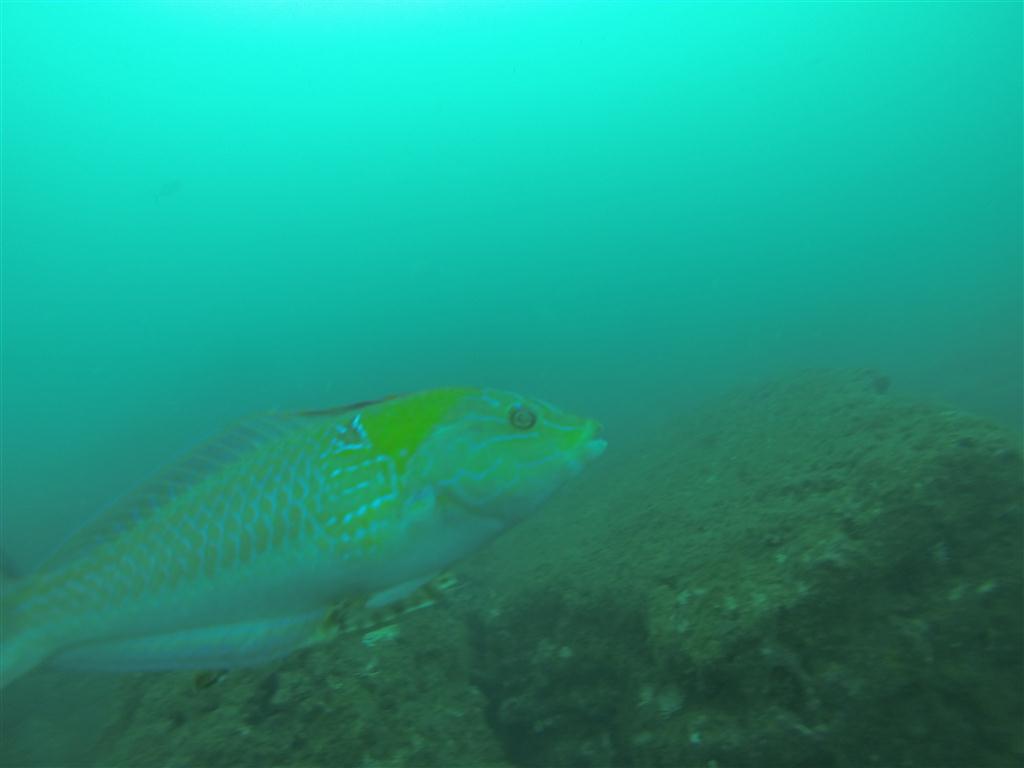 Bukalemun Wrasse