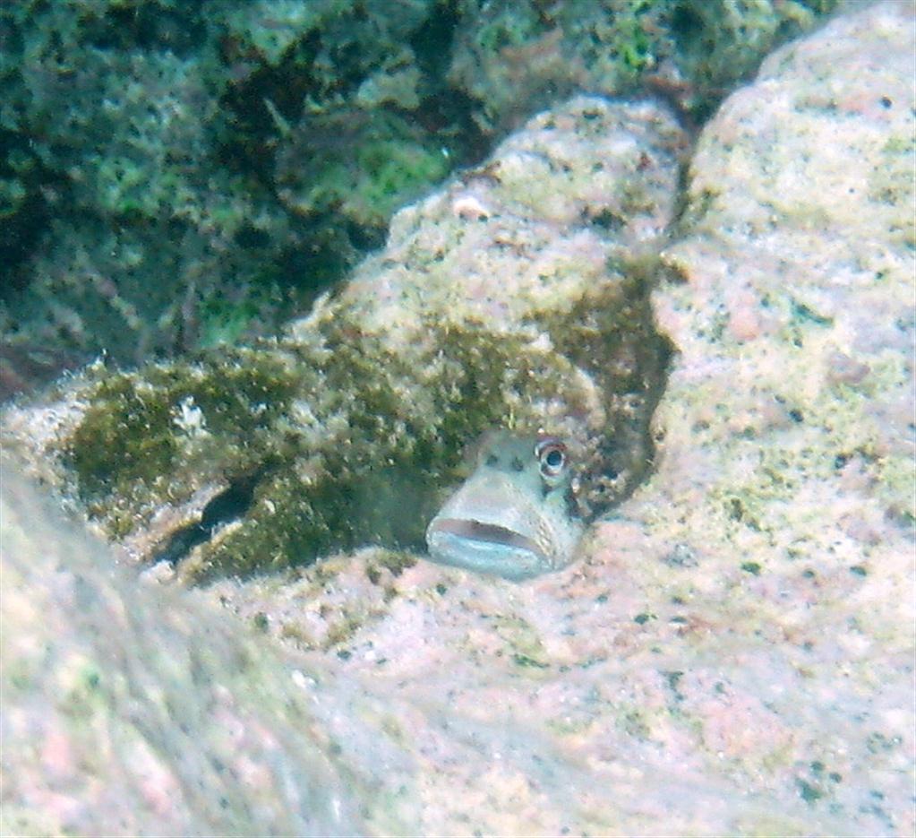 Koca burunlu Blenny