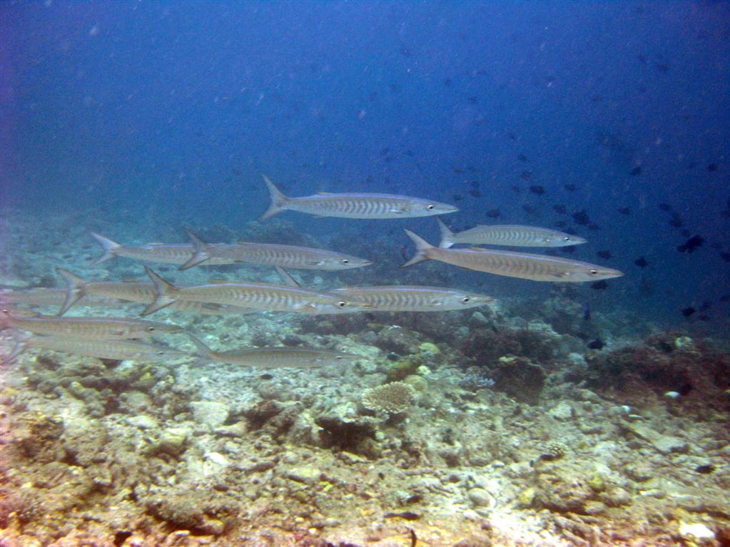 Kara yüzgeçli Barracuda