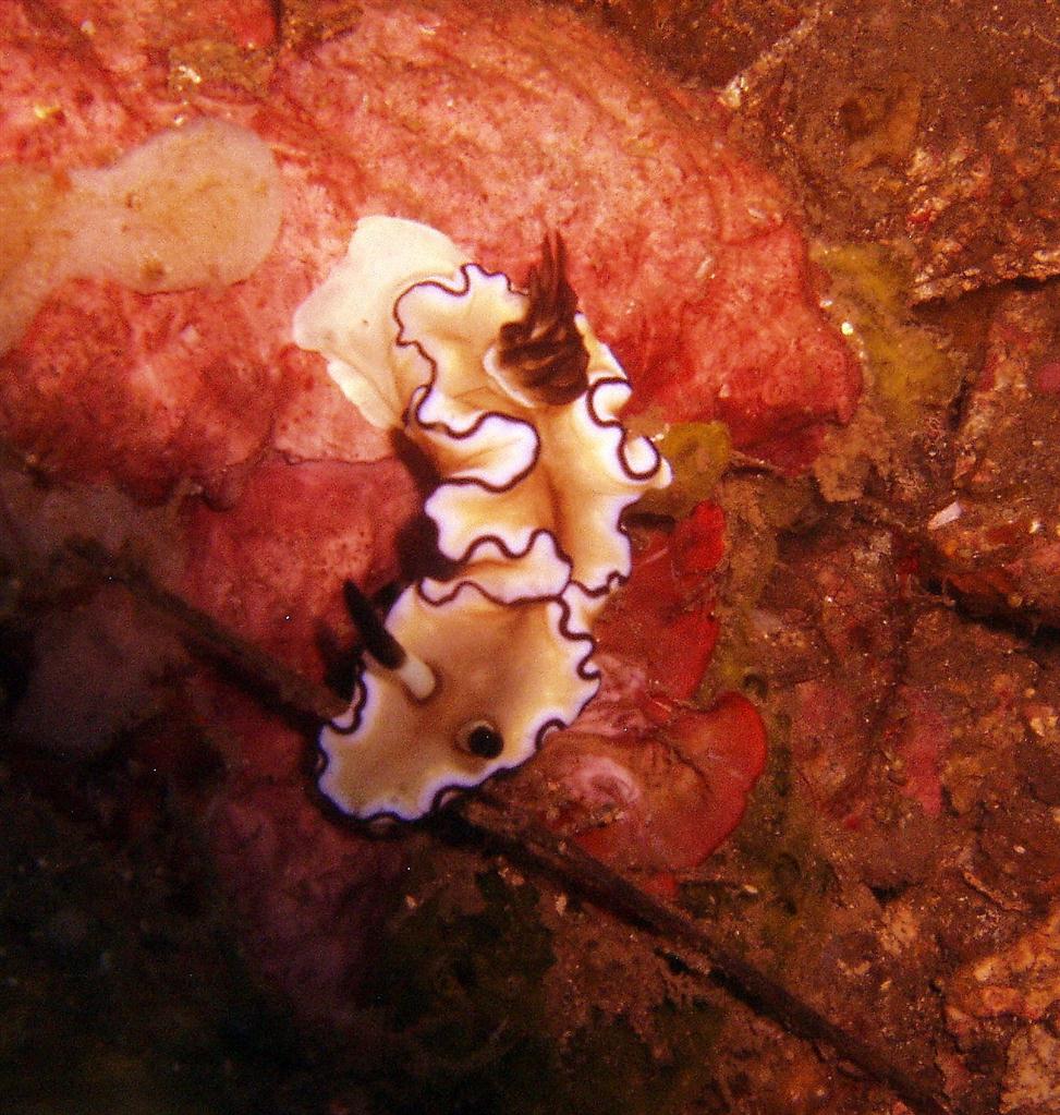 Siyah kenarlı Glossodoris