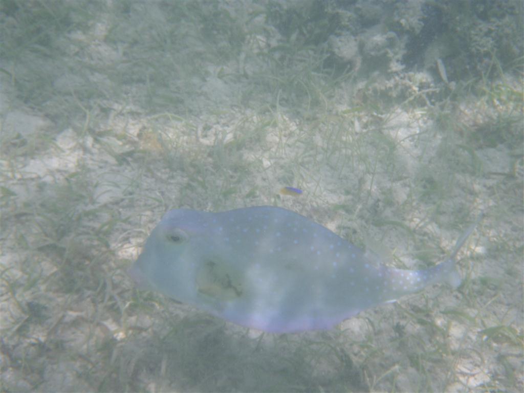 Bufalo Trunkfish