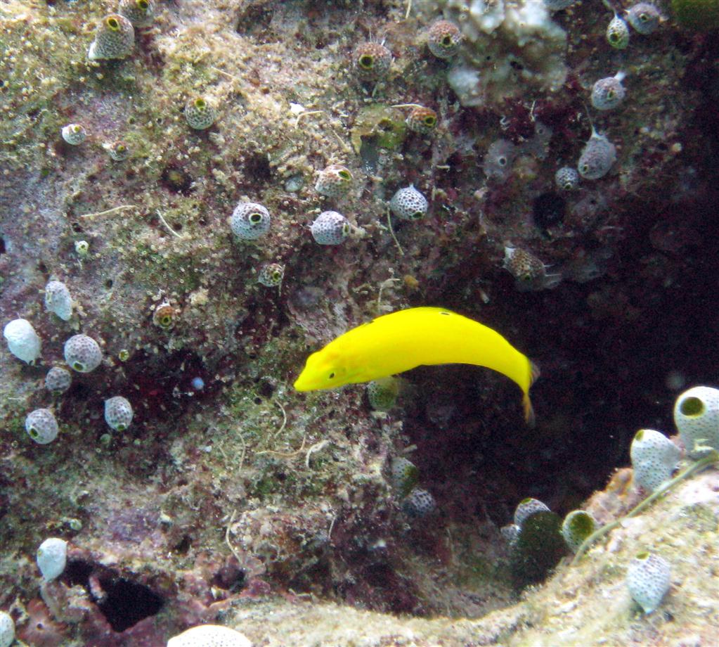 kanarya wrasse