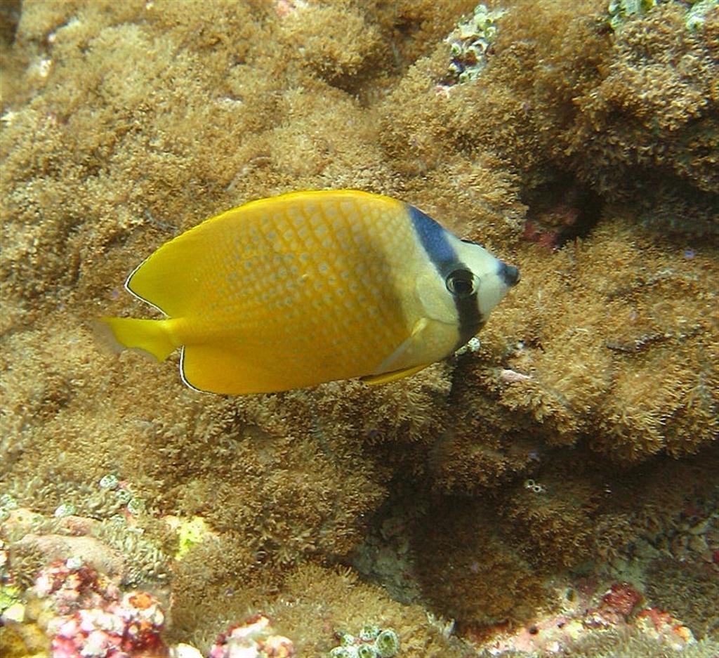 Blacklip Kelebek Balığı