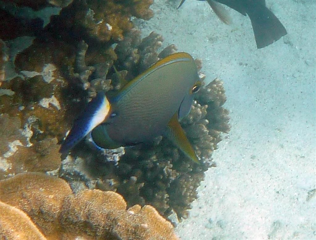 İnce Çizgili Surgeonfish