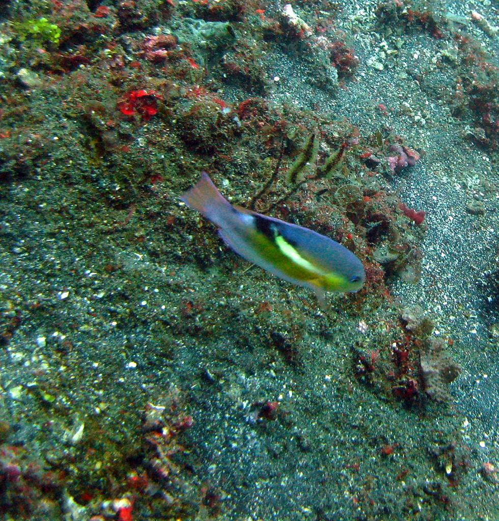 Koyu Çizgili Tuskfish