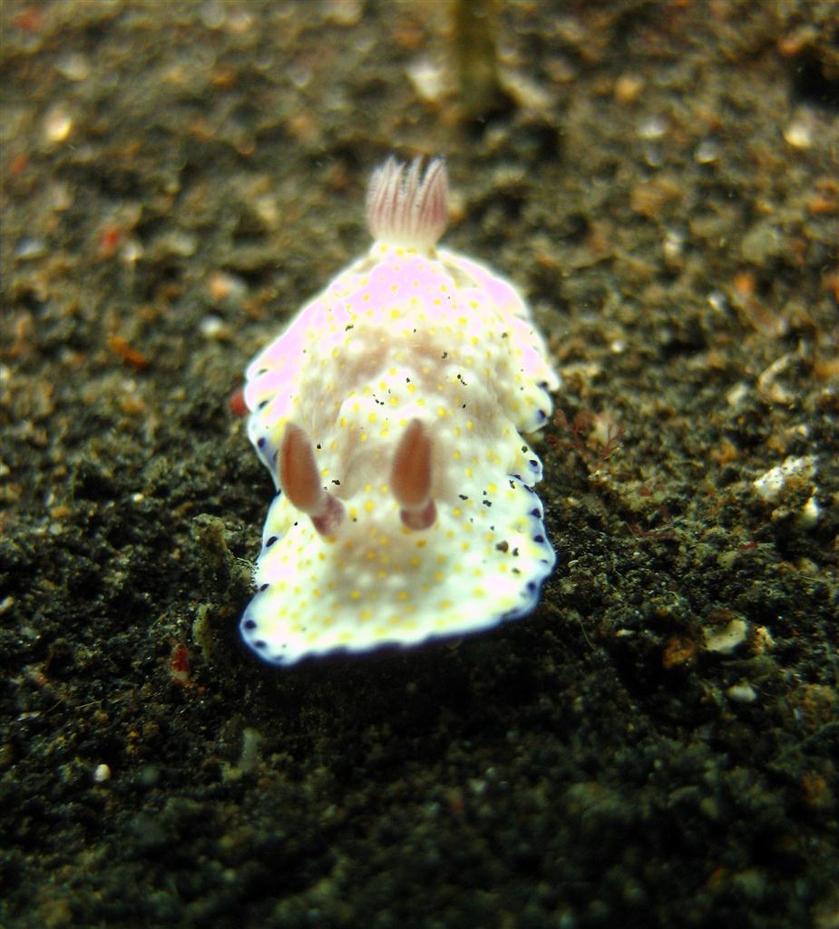 Aureopurpurea Nudibranch