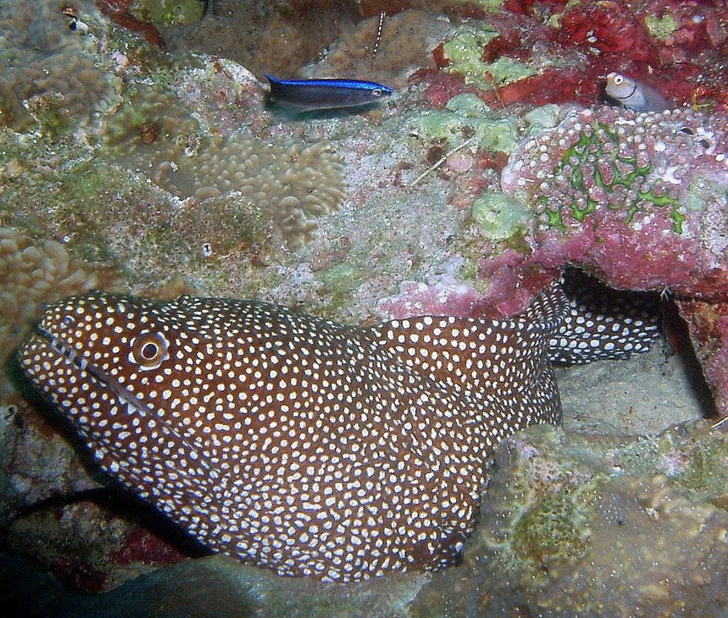 Bluestreak Temizleyici Wrasse