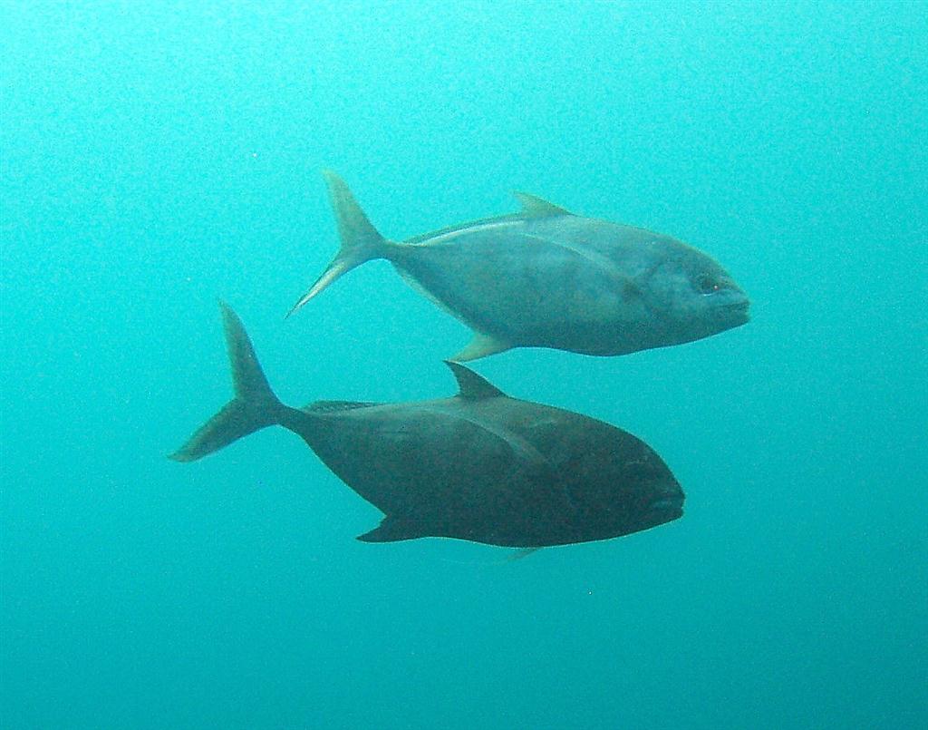 Mavi Trevally