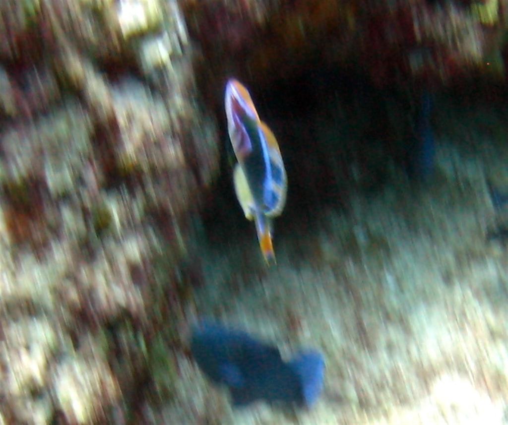 Enfes Wrasse