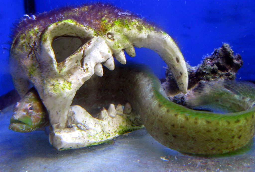 Halı Yılan Balığı Blenny Dottyback