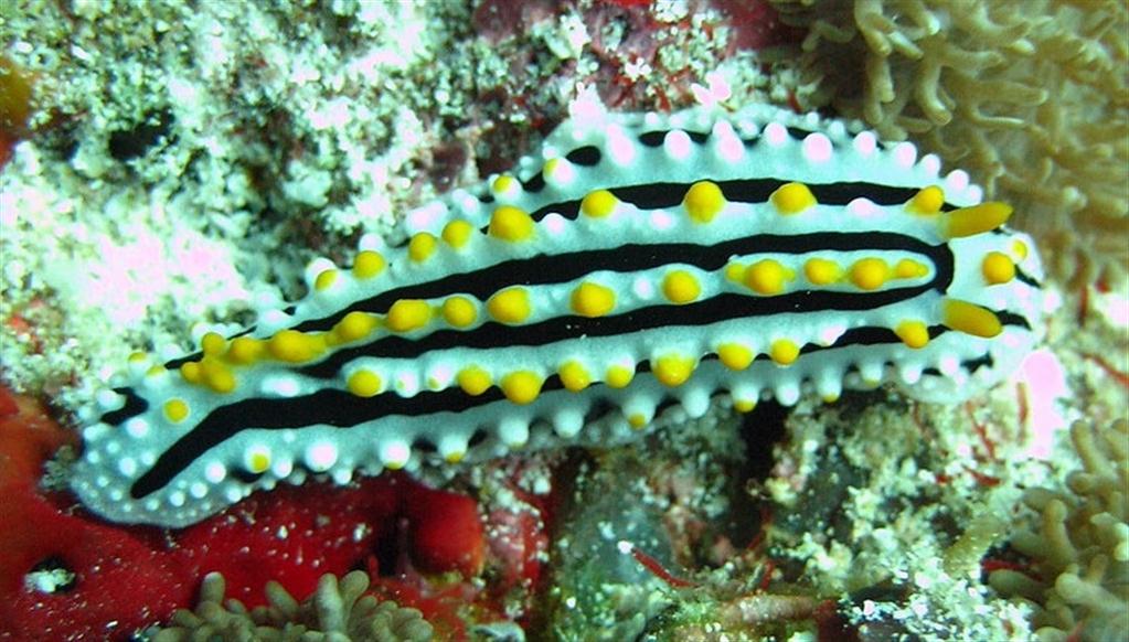 Alita Nudibranch