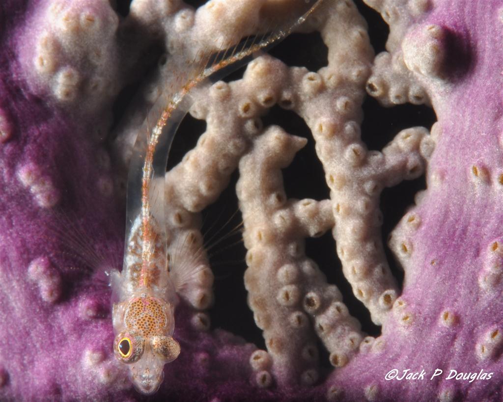 Kara Kafalı Blenny