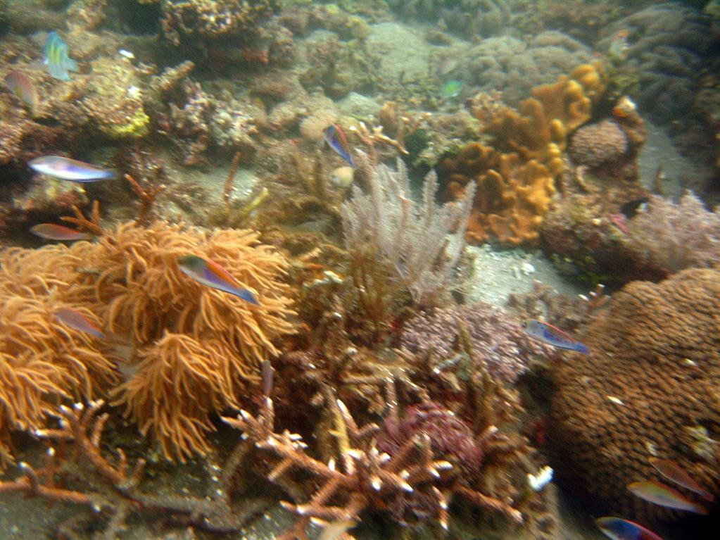 Blueside Wrasse