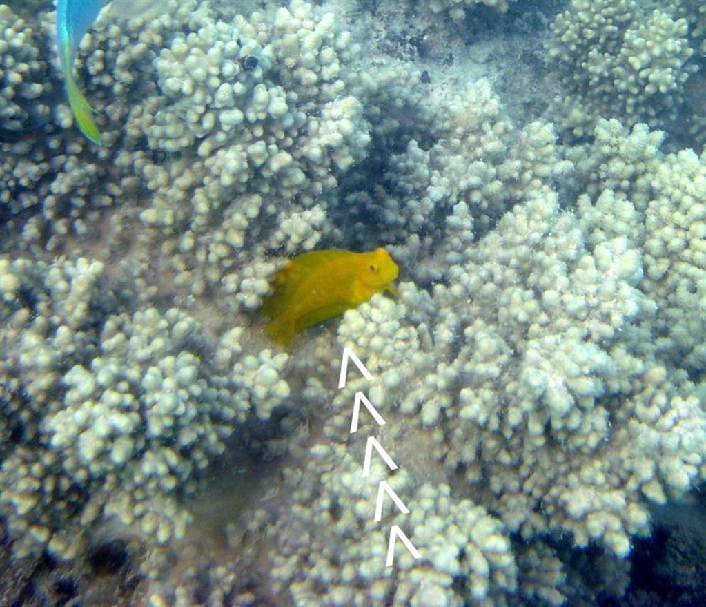 Kahverengi Mercan Blenny