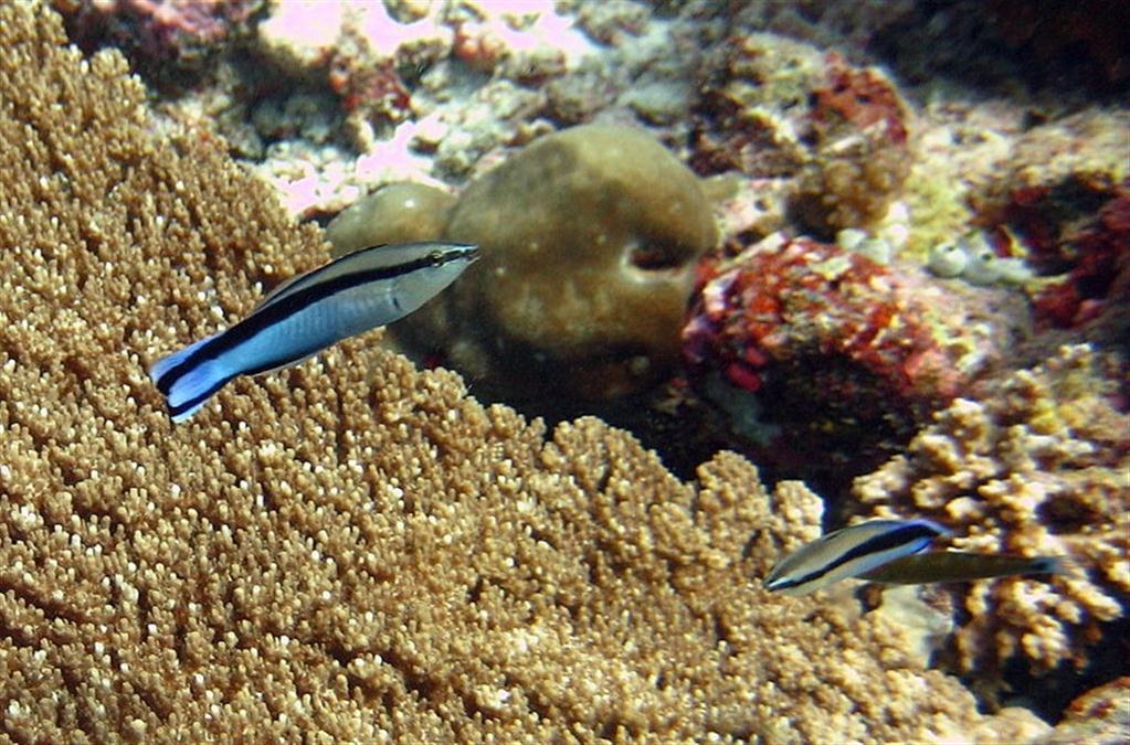 Bluestreak Temizleyici Wrasse