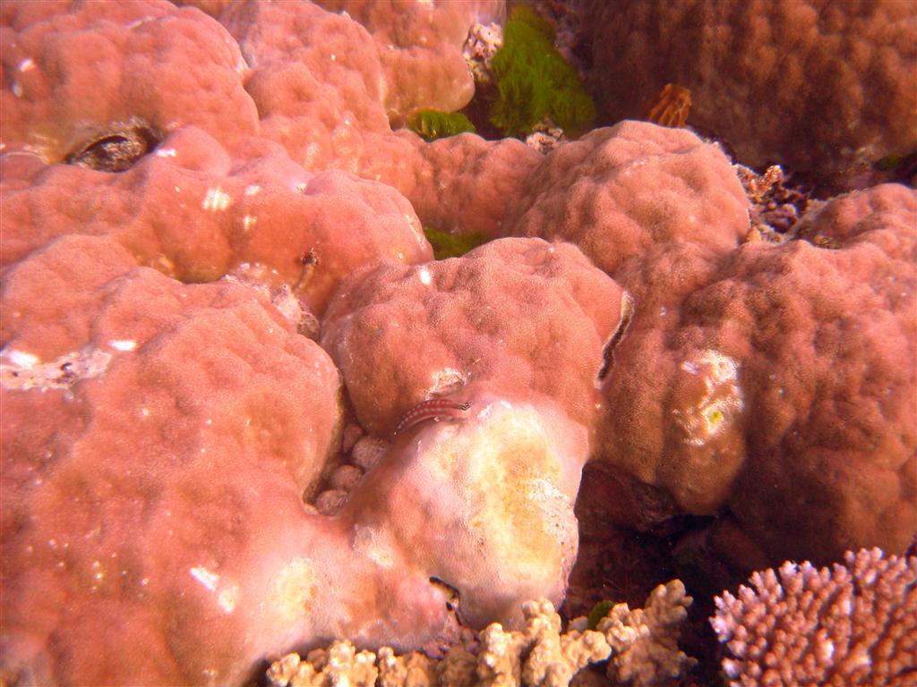 Avustralyalı Blenny