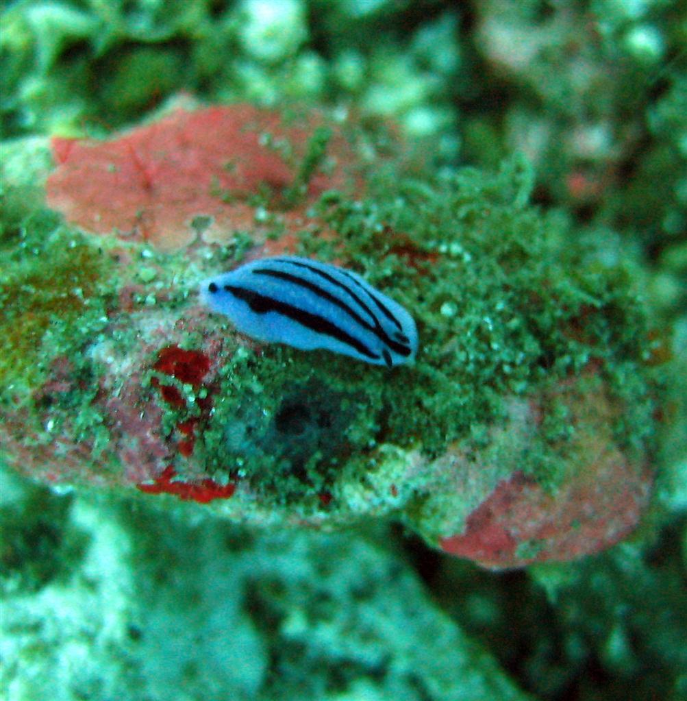 Annae Nudibranch