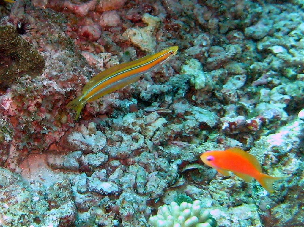 mavi çizgili Fangblenny